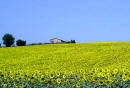 campo di girasoli